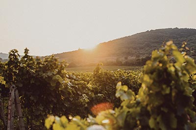 Un pied dans le vignoble