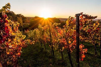 Rayons de soleil à travers le feuillage des vignes
